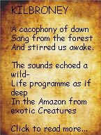 Kilbroney. An Irish poem by Adrian Fox